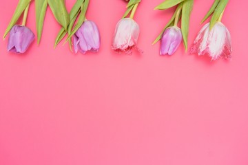 Pink tulips on the pink background. Flat lay, top view. Valentines background. Horizontal,, toned