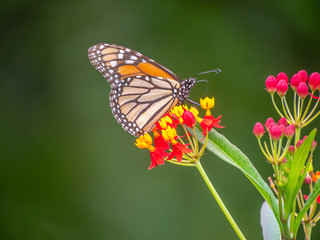 Obraz na płótnie Canvas monarch butterfly,Danaus plexippus,