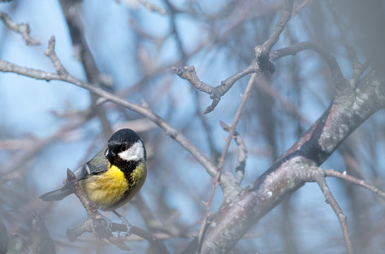 m&eacute;sange charbonni&egrave;re  "parus major"