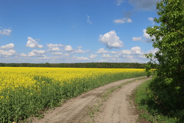 road in the field