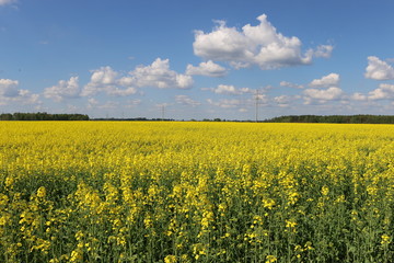 yellow field of oilseed rape