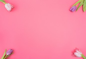 Pink tulips on the pink background. Flat lay, top view. Valentines background. Horizontal,, toned