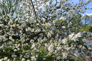 blooming apple tree