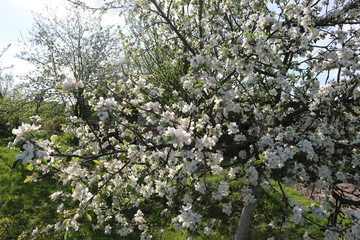 blooming apple tree