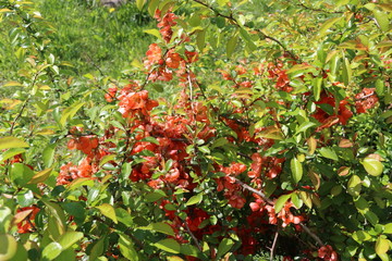 red berries on a branch