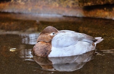 Redhead Duck The redhead is a pochard, a diving duck specially adapted to foraging underwater.