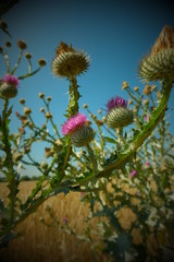 Distel
