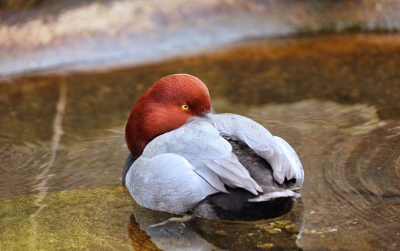 Redhead Duck The redhead is a pochard, a diving duck specially adapted to foraging underwater.