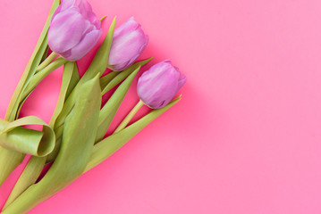 Pink tulips on the pink background. Flat lay, top view. Valentines background. Horizontal,, toned