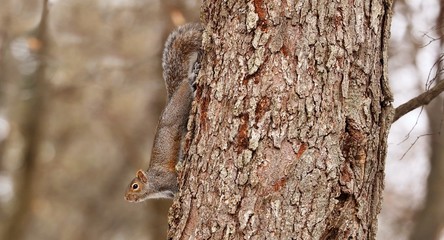 Tree squirrels. Many juvenile squirrels die in the first year of life. Adult squirrels can have a lifespan of 5 to 10 years in the wild. Some can survive 10 to 20 years in captivity