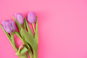 Pink tulips on the pink background. Flat lay, top view. Valentines background. Horizontal,, toned