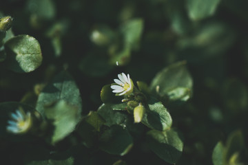 Pierwsze wiosenne kwiaty © Exploder