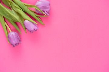 Floral background with tulips flowers on pink pastel background. Flat lay, top view. Woman day background.