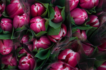 Undisclosed red tulips top view.