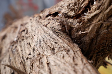 close up of tree pattern