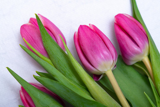 Lilac tulips on a white background