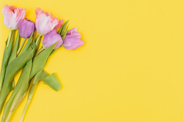 summer spring tulips on yellow background