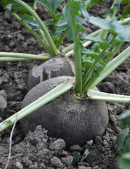 Radish black sowing
