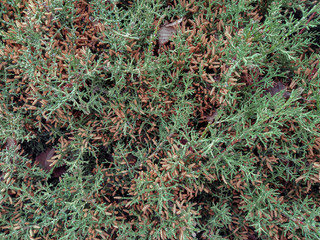 Green spruce background. Wallpaper with green fir