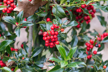 Close up of red berries of ilex aquifolium in a german forest at the end of winter