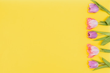 Fresh Spring Tulips Flowers Concept Woman's day Greeting Card Mother's Day Valentines Yellow Background Natural Light Selective Focus