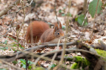 Red squirrel walking in the ground on forest with foliage in march 