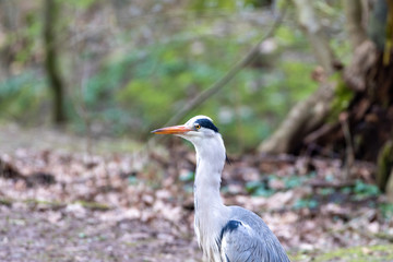 Portrait of a gray heron bird sitting on the ground at the waterside of a small pond