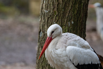 Portrait of a white stork in front of a tree