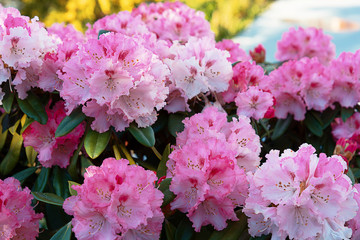 Beautiful bright, colorful spring flowers in pink.
