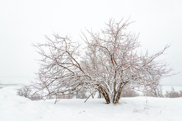 Fototapeta na wymiar A frozen tree in a winter field and a white sky.