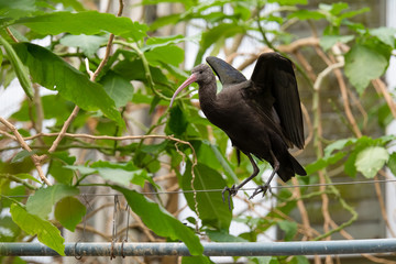 Puna Ibis Balancing on a Wire
