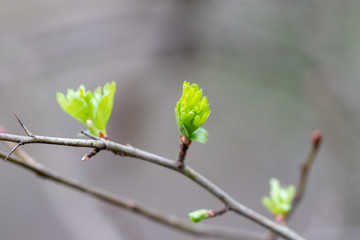 Young green leafs growing on the branch of a tree in early spring