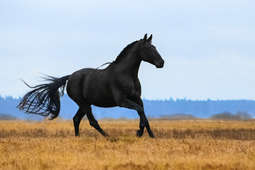 Black andalusian (P.R.E) stallion galloping in a yellow field with blue sky in the background....