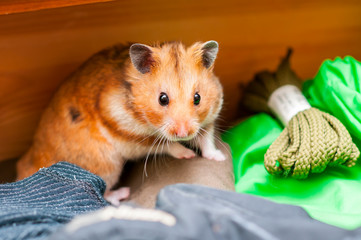 Syrian hamster (Mesocricetus auratus) Golden hamster