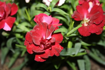 Landscape, Flower, Art