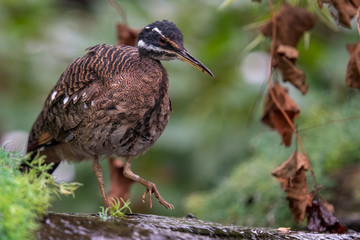 Naklejka premium Sun Bittern Hunting on the Ground