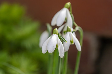 Small group of white blooming snowdrops in march