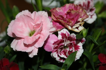 Fototapeta premium Landscape, Flower, Art