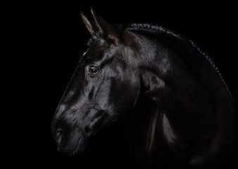 Fototapeta na wymiar Black PRE (andalucian) horse portrait with long plated mane in freedom isolated on black background with copy space. Banner.