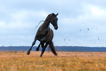 Black andalusian (P.R.E) stallion galloping in a yellow field with blue sky in the background....