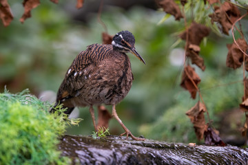 Sun Bittern Hunting on the Ground