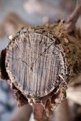 close up of tree pattern