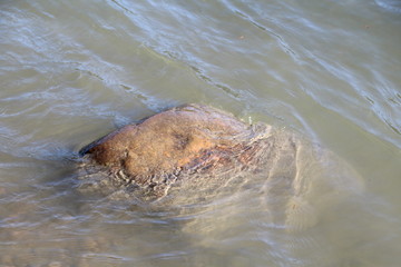 Fototapeta premium Rock In the River, Buena Vista Park, Edmonton, Alberta