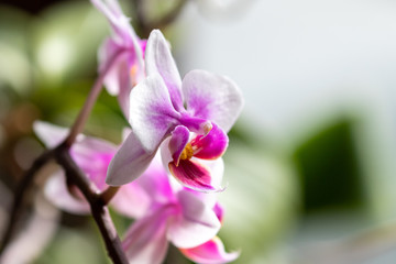 Side view of the white blossom of a phalaenopsis orchid 