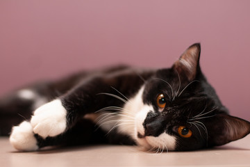 Sad black and white cat lies in the table