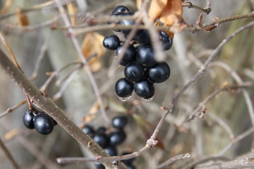 Landscape, Flower, Art