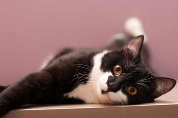 surprised black cat lies in the table