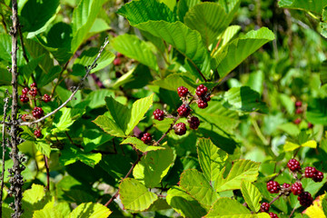 красные ягоды малины на кусте с ярко-зелёными листьями
