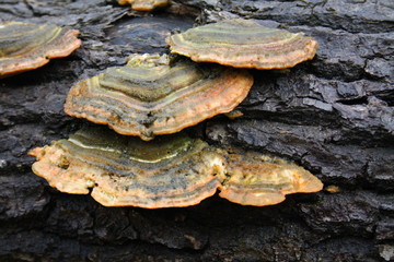 Landscape, Flower, Art