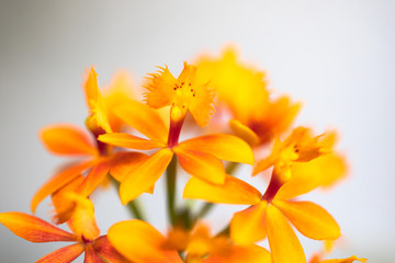 Different looking orange orchid called Epidendrum radicans with beautiful blossoms blooming in umbels
